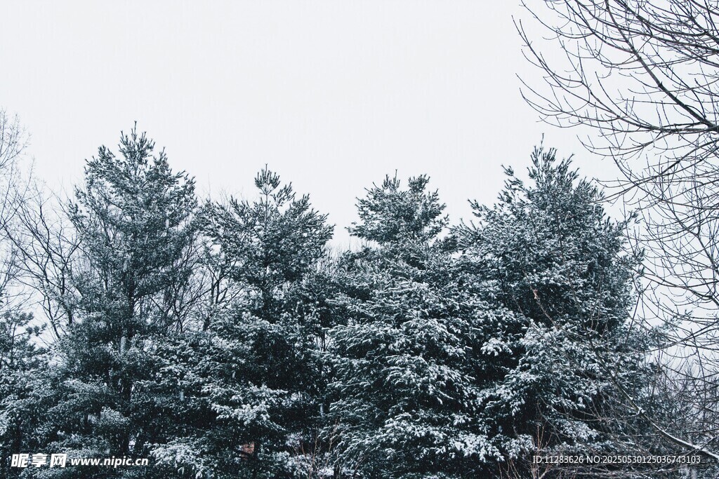 雪覆松树美景