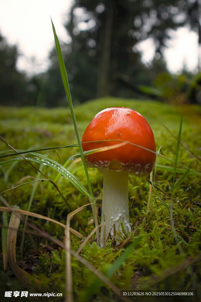 草地上的鲜艳红蘑菇