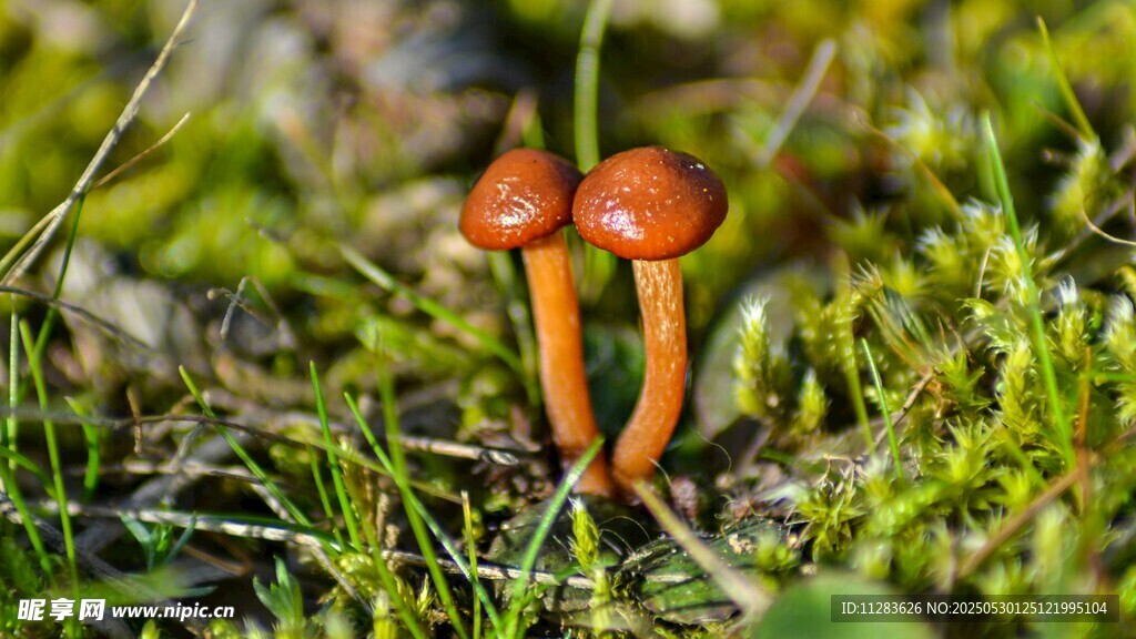 草地上的两株橙色小蘑菇