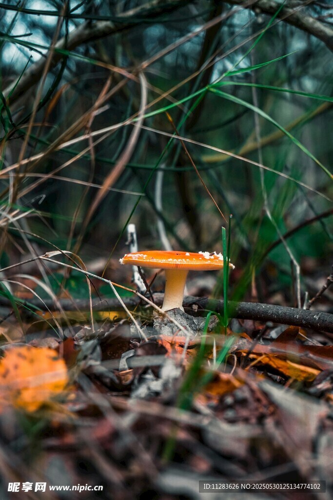 林间橙色蘑菇的自然景象