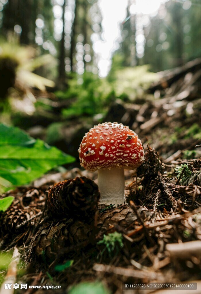 森林中的红色斑点蘑菇