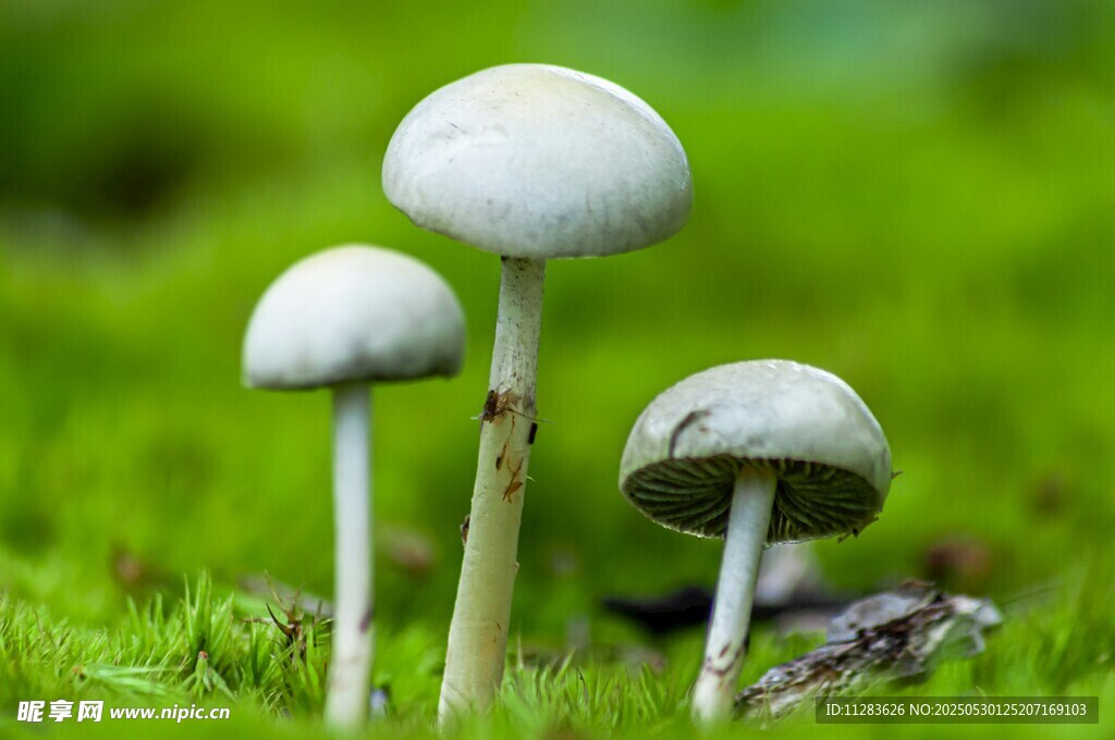 草地上的三株白色蘑菇