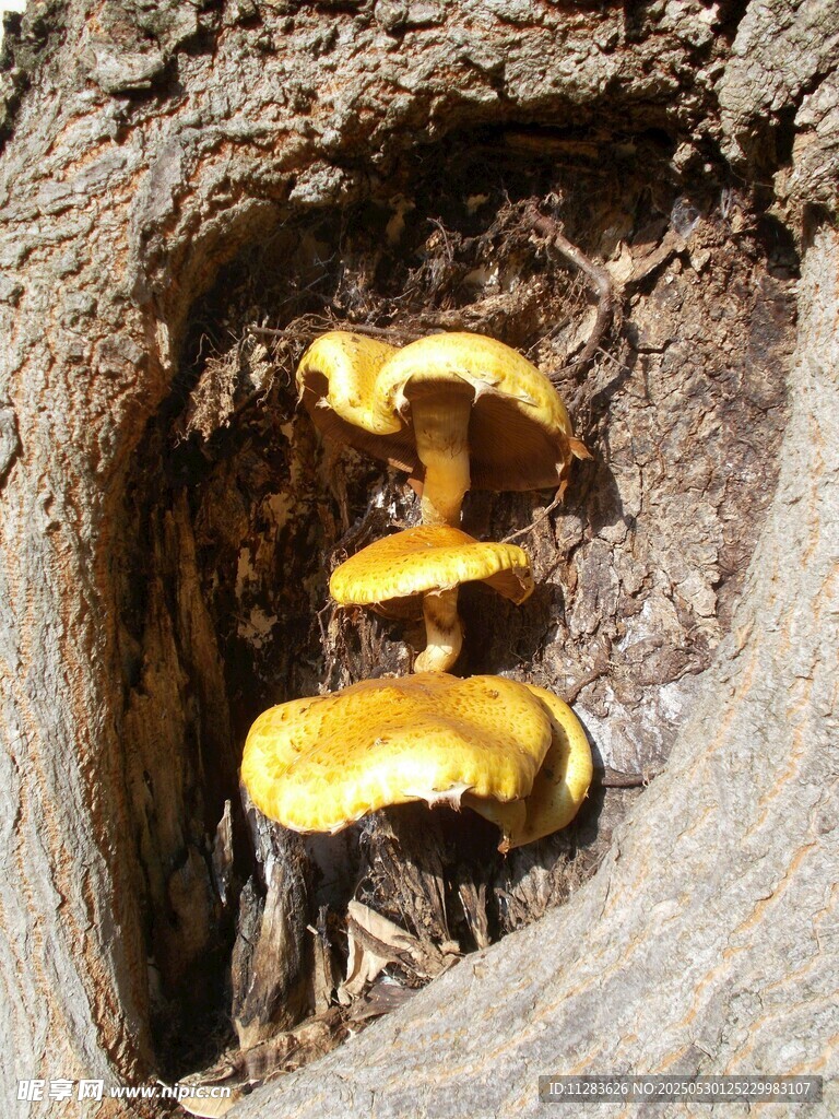 树洞中的金黄蘑菇
