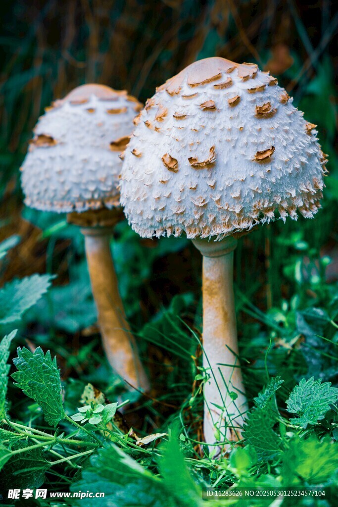 草地上的双生蘑菇