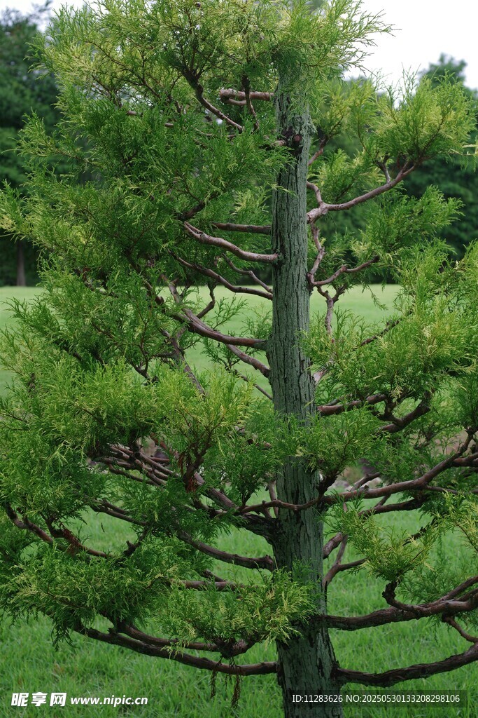 挺拔松树于绿意草地间