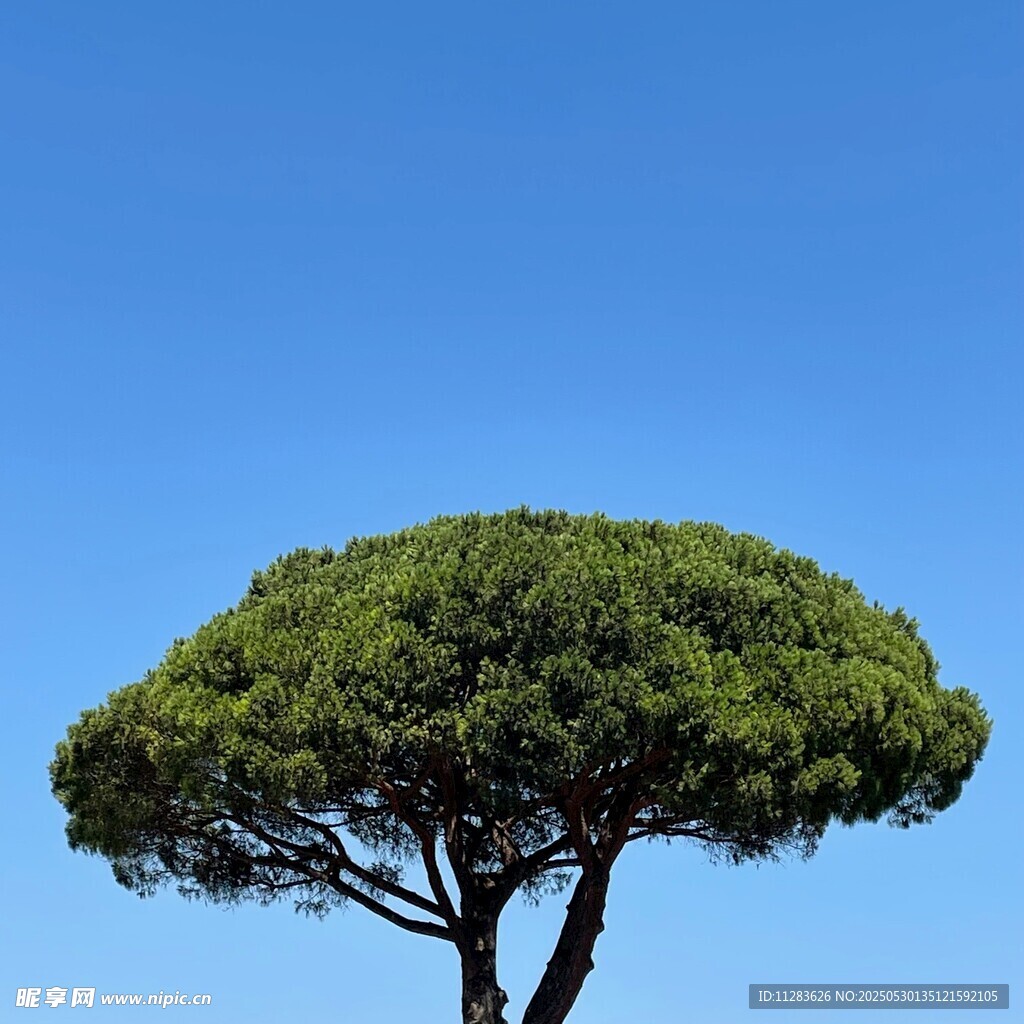 蓝天之下的独棵松树
