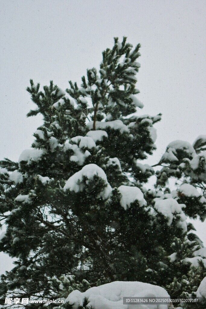 雪覆青松