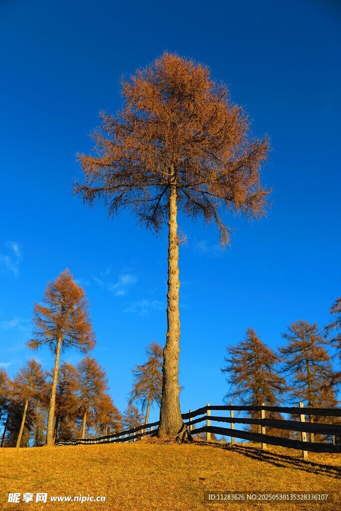 秋日挺拔树木与围栏美景
