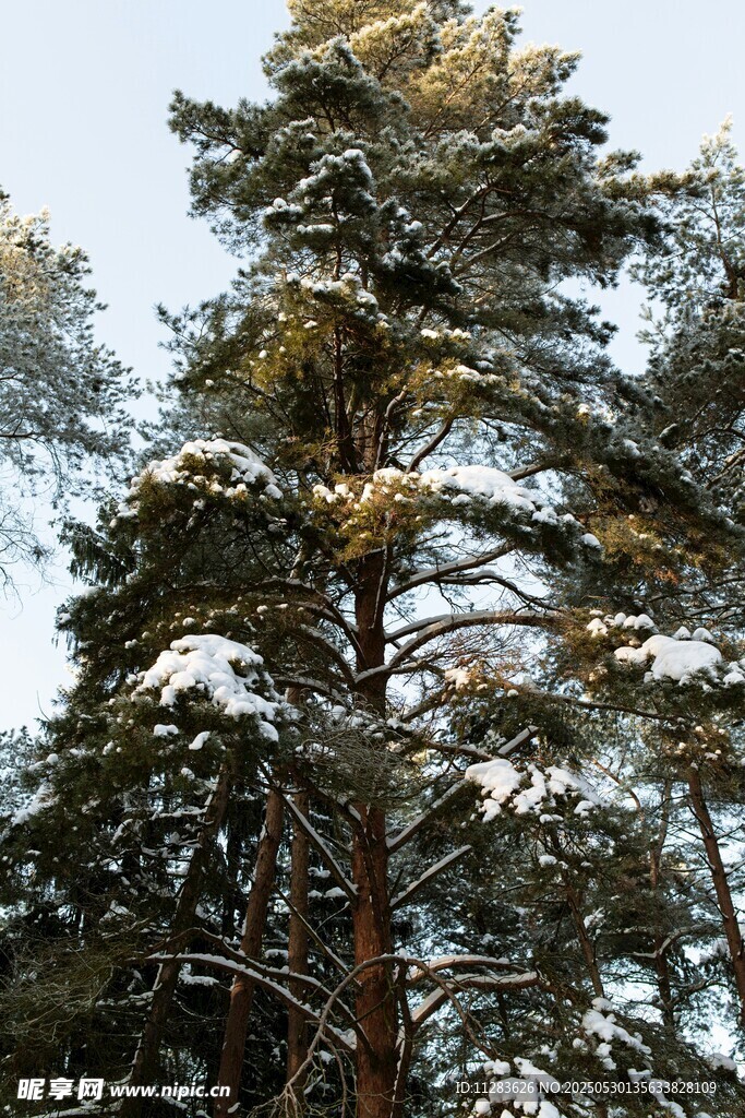 雪覆松林美景
