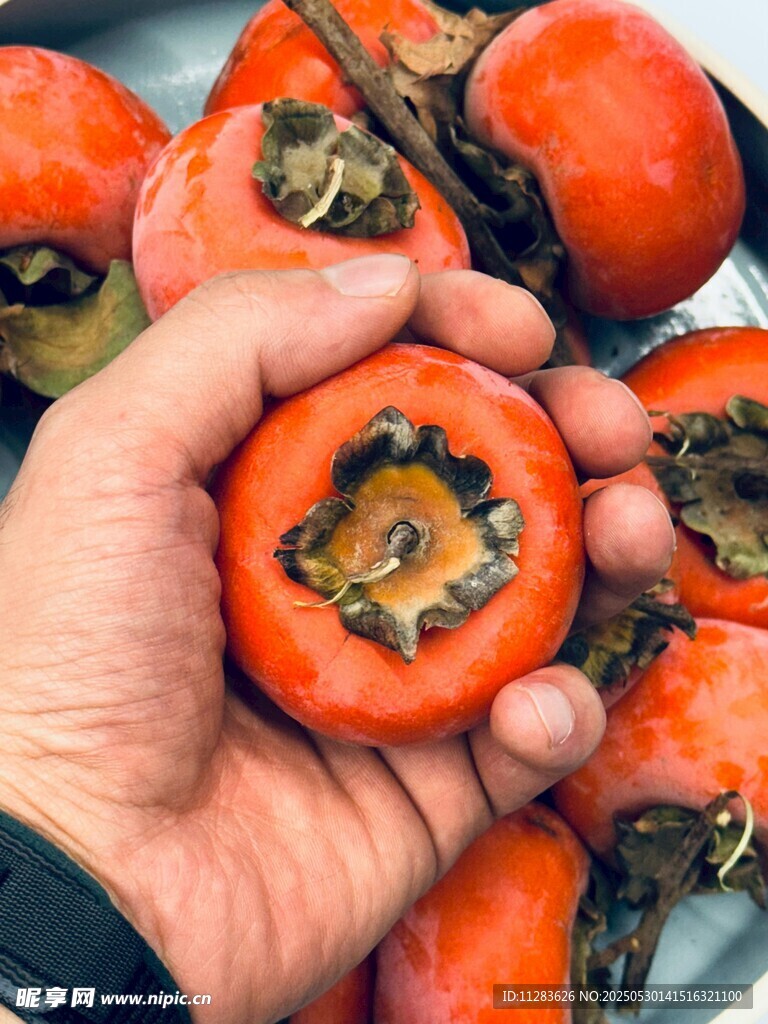 手捧新鲜柿子果实