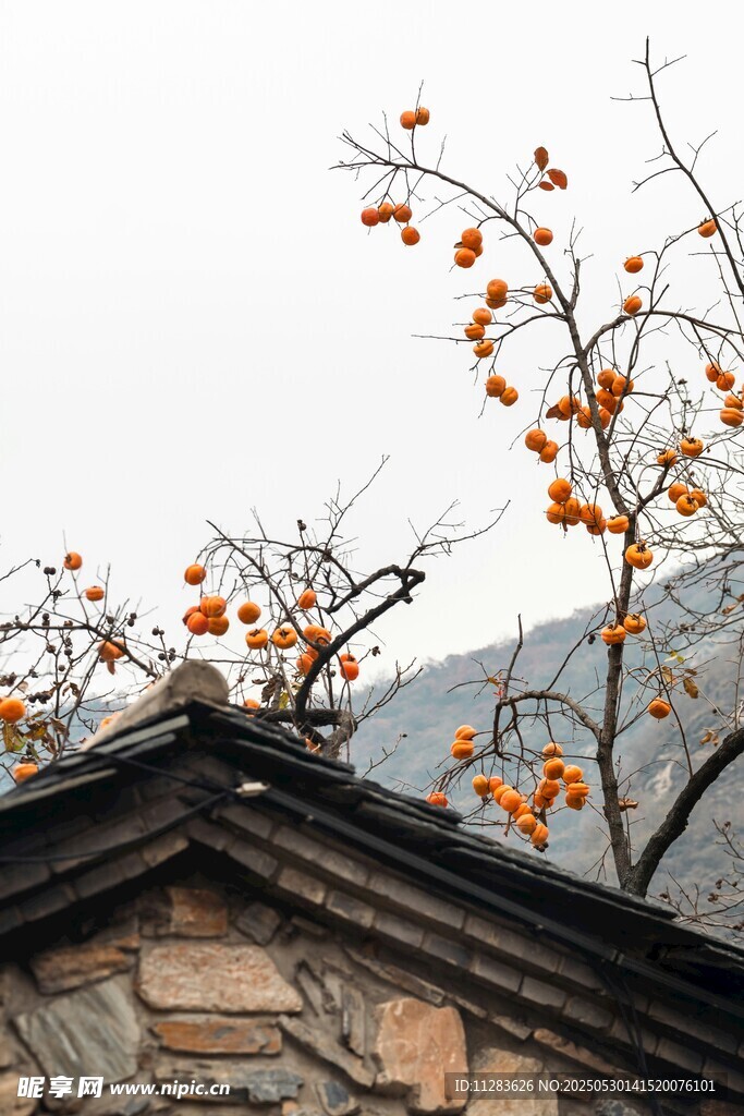 屋顶上的柿子树