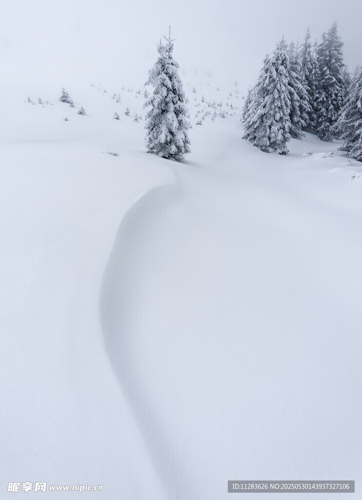 雪野中的弯曲雪道与树木