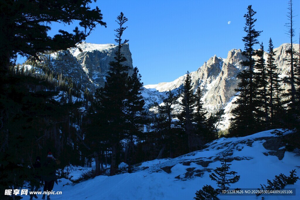 雪山松林美景