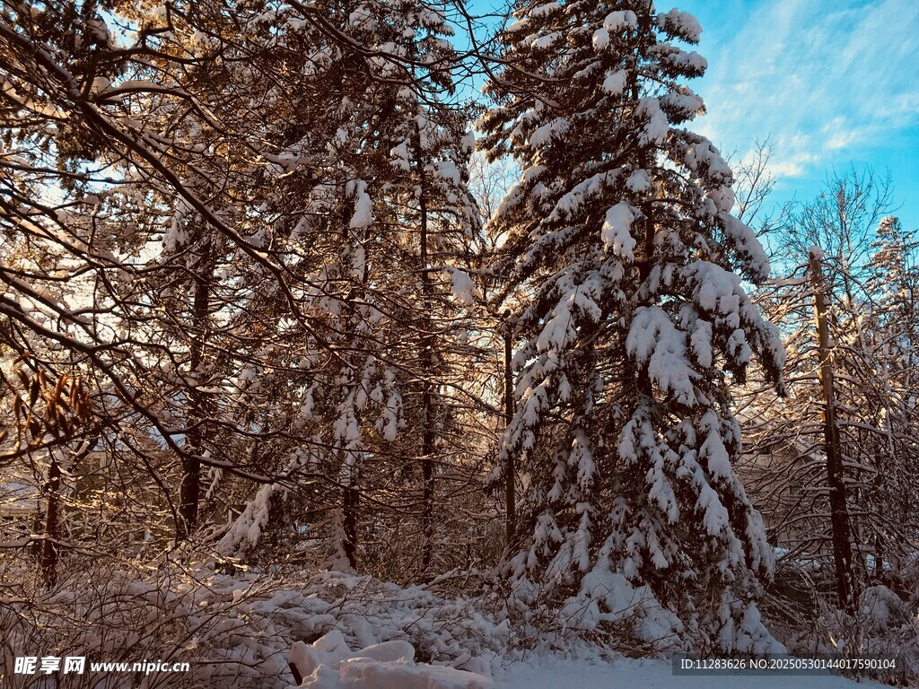 冬日雪覆森林美景