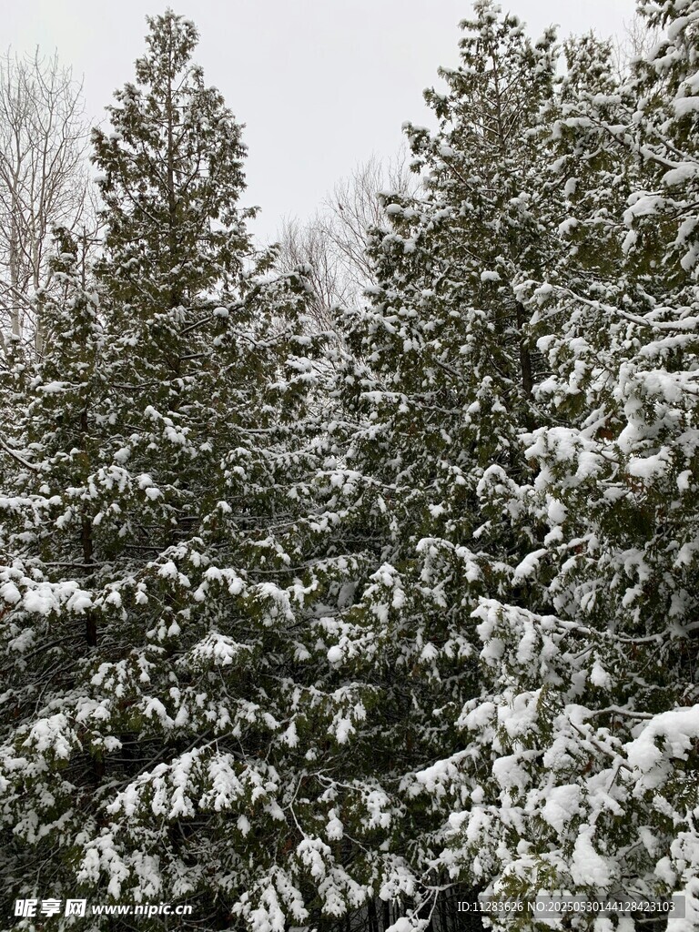雪覆松林美景