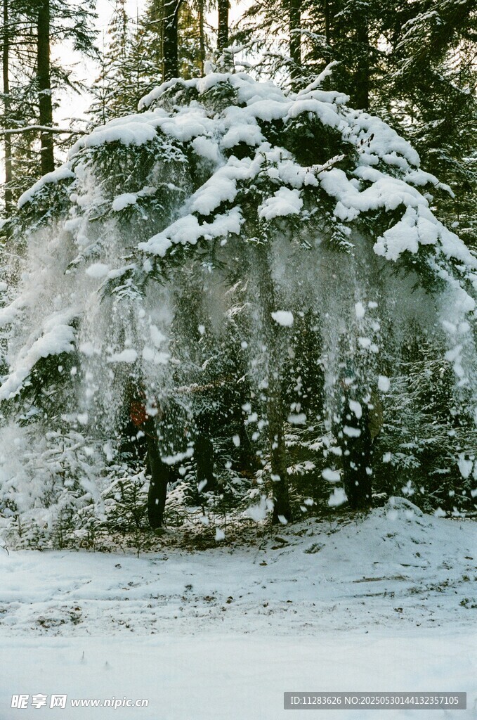 雪覆树木的冬日森林景象