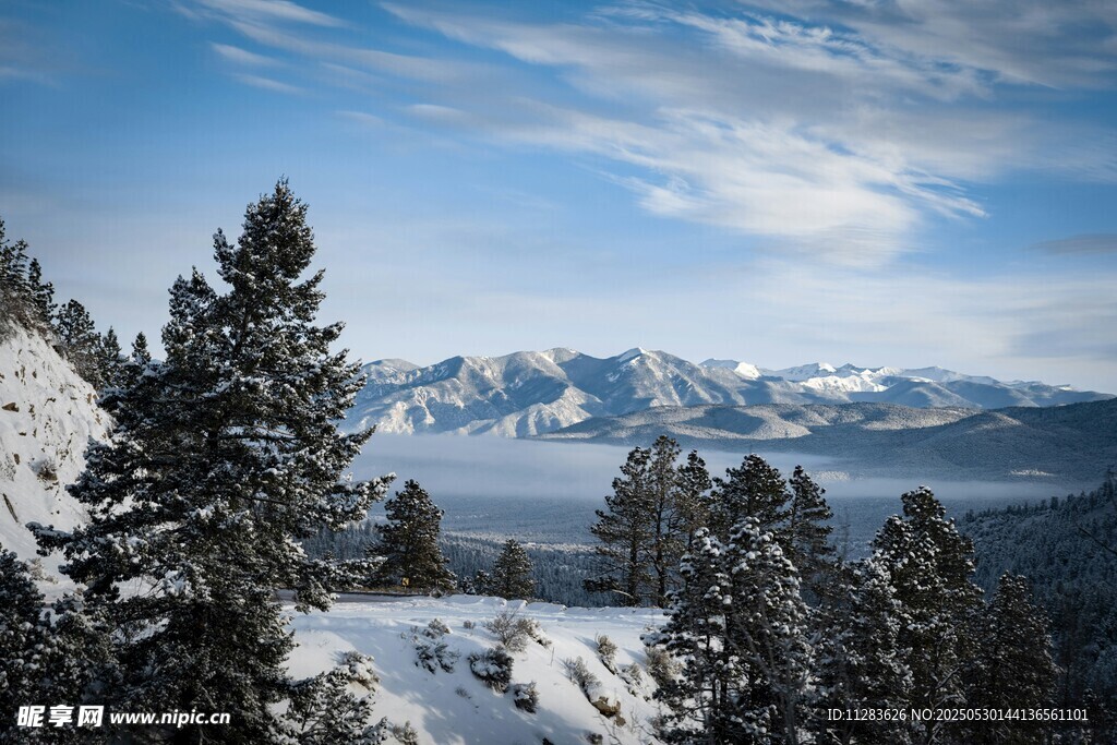 雪山松林美景