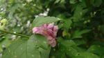 雨中绽放的娇艳粉色花朵