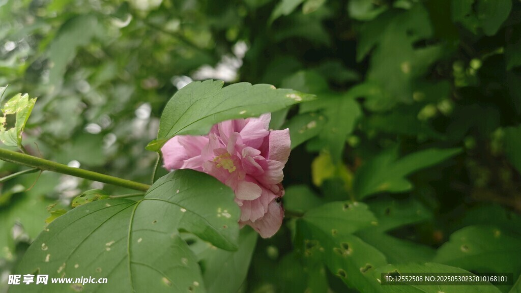 雨中绽放的娇艳粉色花朵