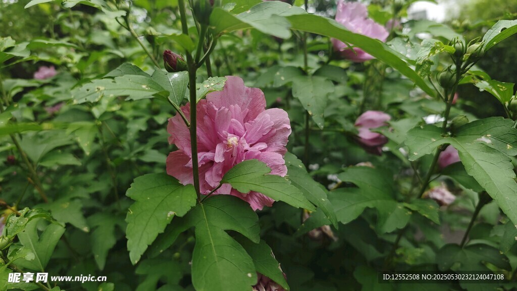 娇艳木槿花绽放绿叶间