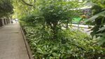 城市中绿意盎然的林荫小道