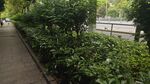路边绿植景观