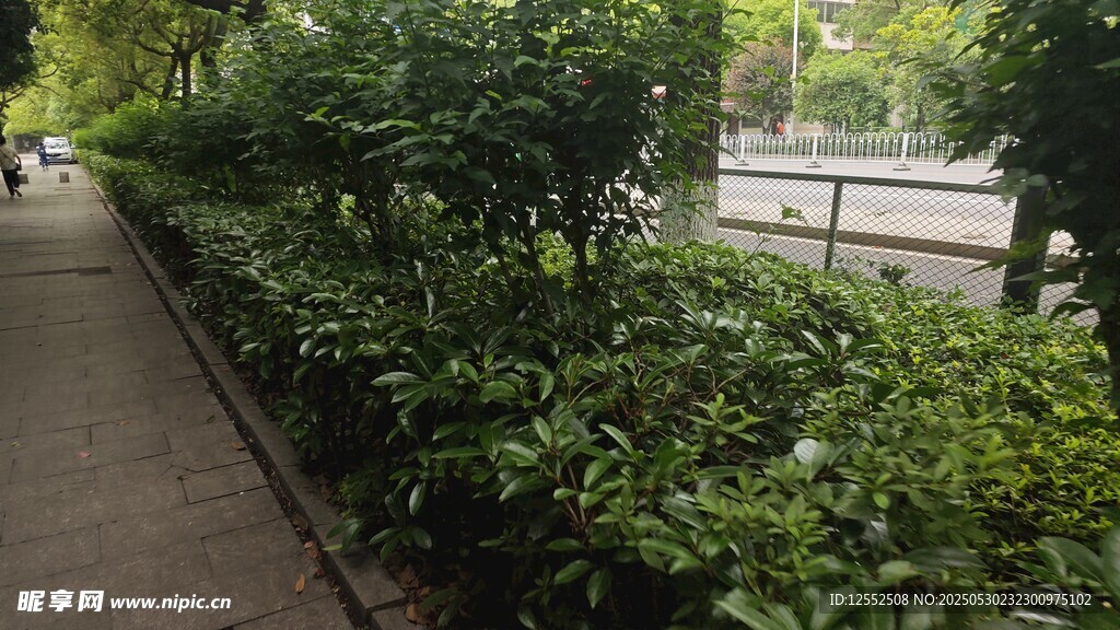 路边绿植景观