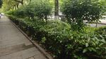 路边整齐绿植景观