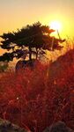 夕阳下的孤松与红叶