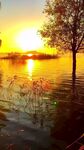 夕阳下湖畔树木美丽景致