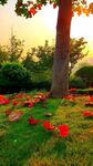 树下红花映夕阳美景