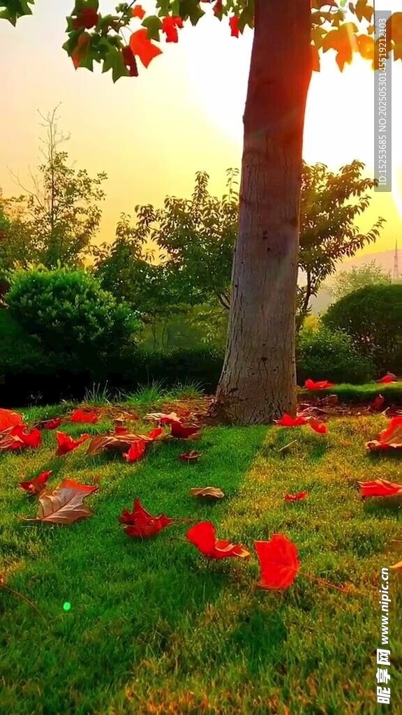 树下红花映夕阳美景