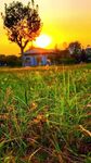 夕阳下的草地与孤树