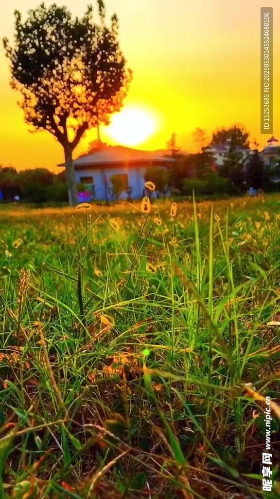 夕阳下的草地与孤树
