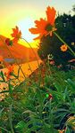 夕阳下的绚烂花卉景观