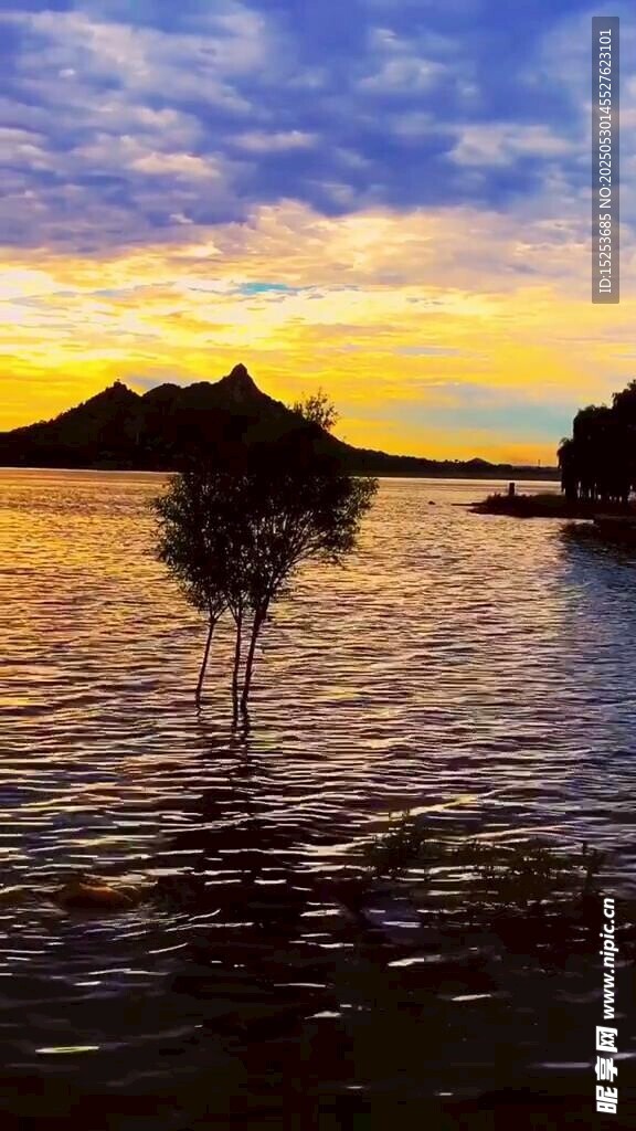 夕阳下水中孤树美景