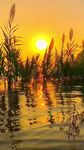 夕阳下的水边芦苇美景