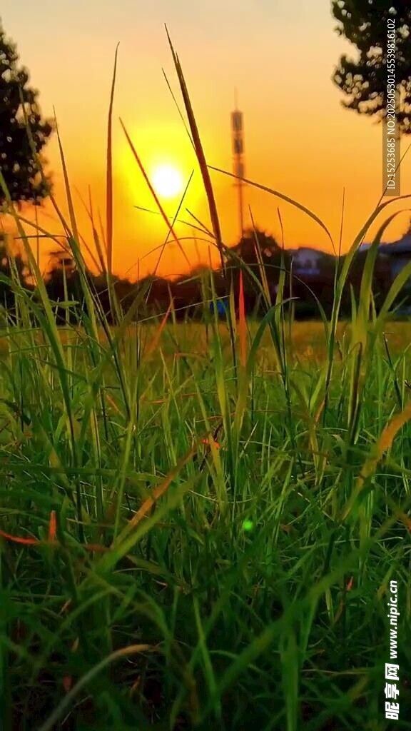 夕阳下的翠绿草地