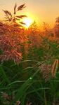 夕阳下的芦苇美景