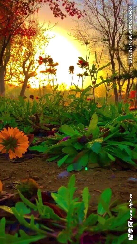 夕阳下的花卉与绿植景观