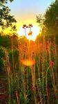 夕阳下的绚烂花草景观