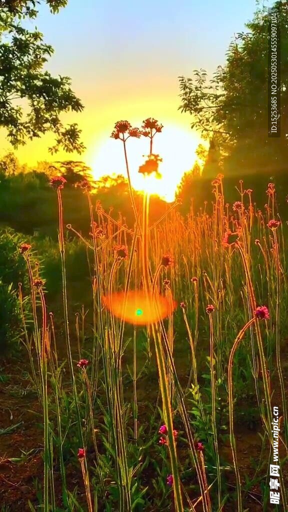 夕阳下的绚烂花草景观