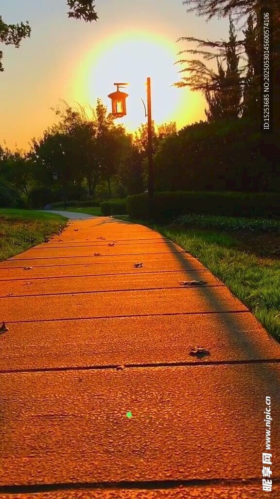 夕阳下的林间步道