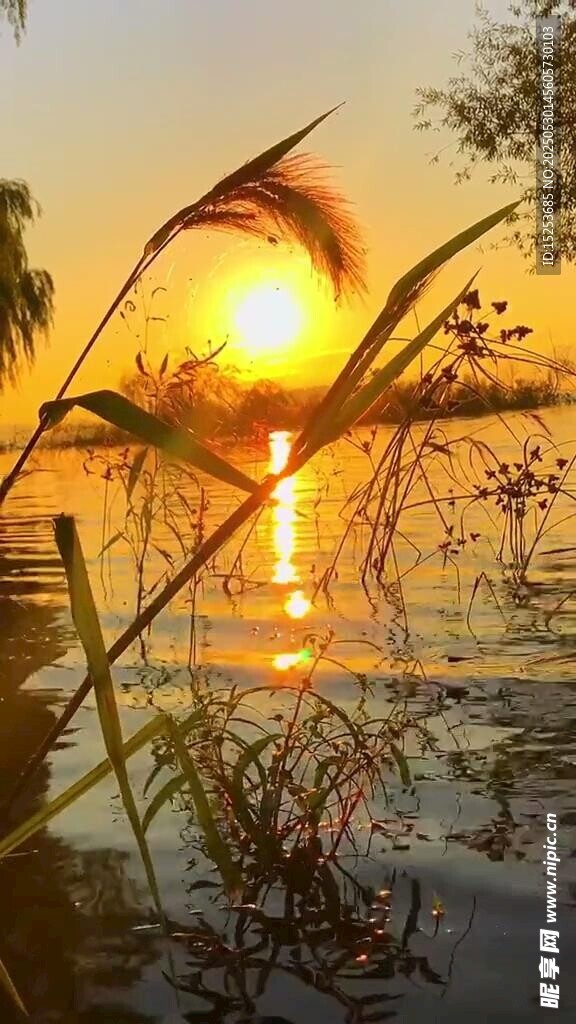 夕阳下的水边植物美景