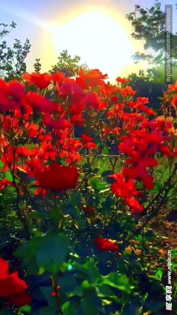 夕阳下的绚烂红色花丛