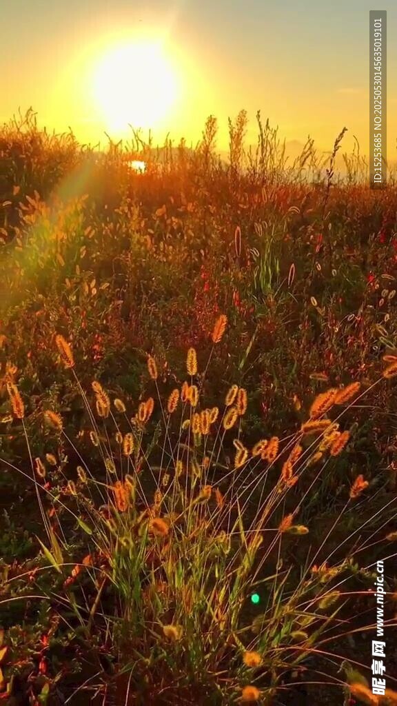 夕阳下的金色草地美景