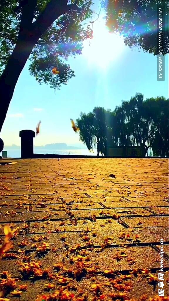 秋日树下阳光洒落美景