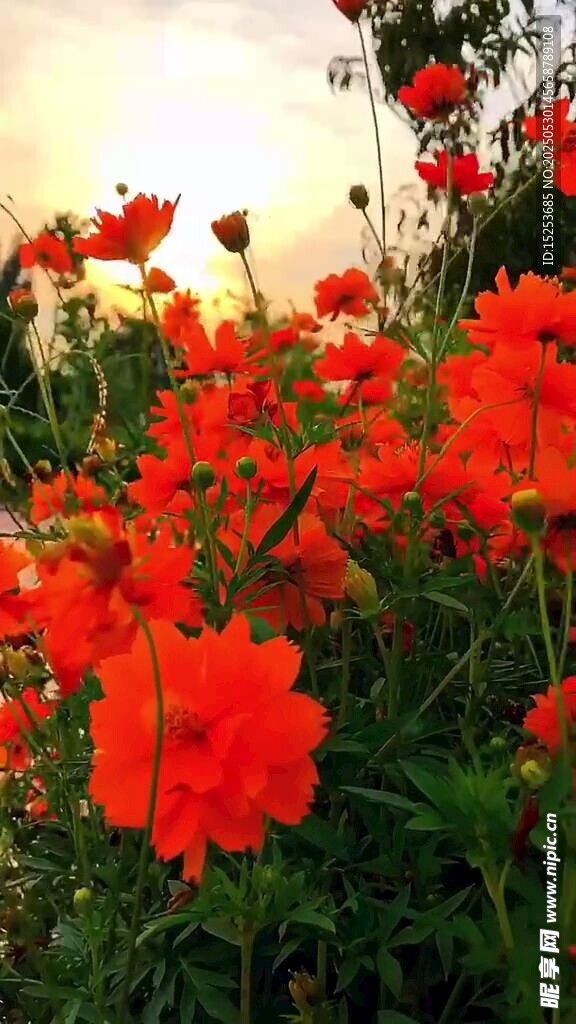 阳光下的艳丽红色花朵