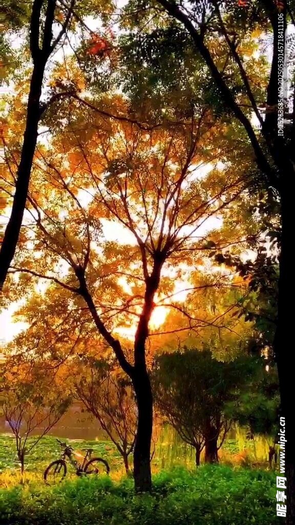 夕阳下的树林美景