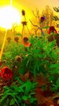 夕阳下的绚烂花草世界